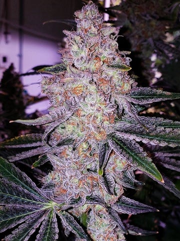 Planet of The Grapes, strain-verified cannabis clones, top cannabis clone provider, cannabis mothers with high yields, pest-free cannabis clones, recreational cannabis, grow your own cannabis | Mr Clones