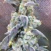 Planet of the Grapes, Clone Cannabis, strain-verified cannabis clones, top cannabis clone provider, cannabis mothers with high yields, pest-free cannabis clones, recreational cannabis, grow your own cannabis | Mr Clones