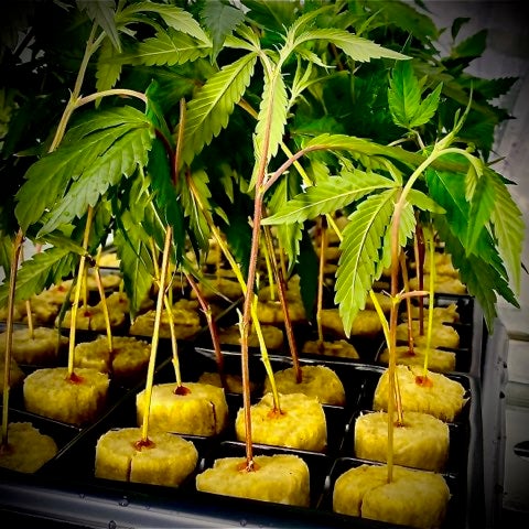 About Mr. Clones Advantages of growing cannabis clones, cannabis clones, how to clone cannabis, cannabis clones for sale, cannabis clones Canada, cannabis clones near me, clone cannabis, how to clone cannabis plants, best cannabis clone | Mr Clones