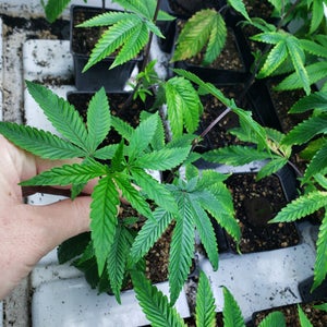 Grow, abcs, mango saphire, buy cannabis clones online, cannabis clone, how long do cannabis clones take to root, how to clone a cannabis plant, how to clone cannabis organically, how to cut cannabis clones | Mr Clones