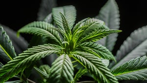 Cannabis Clones in Small Spaces Tips for Apartment and Indoor Growers