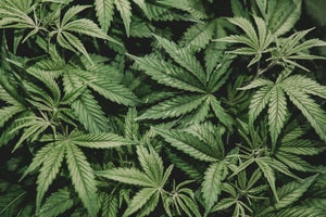 All About Nutrients for Cannabis Cultivation