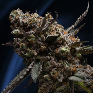 Creamz Weed Strain Canada's Smoothest and Creamiest Indica