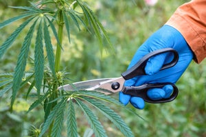 Different Types of Cannabis Pruning Techniques