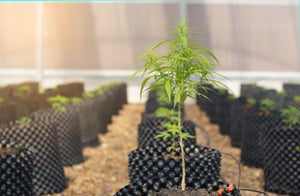Ensuring Proper Ventilation in Indoor Cannabis Farms