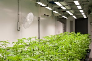 Flourishing Your Cannabis with LED Lights