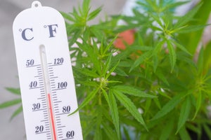 How to Protect your Cannabis Plants from Heat Stress