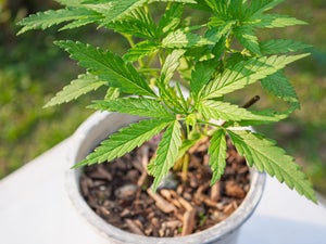 It's Not Too Late Planting Cannabis Outdoors