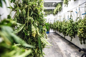 Key Considerations Before Starting Indoor Cannabis Cultivation