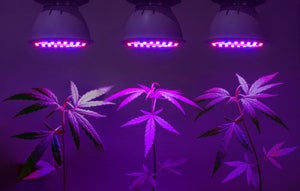 LEDs in Cannabis Cultivation What You Need to Know