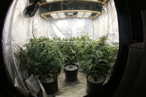 Picking the Right Grow Tent for Your Cannabis