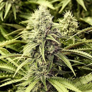 Rockstar Platinum Canada's Most Potent Cannabis Strain