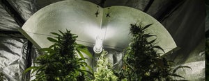 Selecting the Perfect Ballast for Cannabis Cultivation