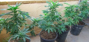 The How-to of Growing Cannabis Clones Outdoors
