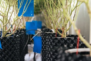 Using Smart Pots for Better Cannabis Yield and Quality