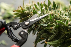 When to Harvest Cannabis Timing it Right