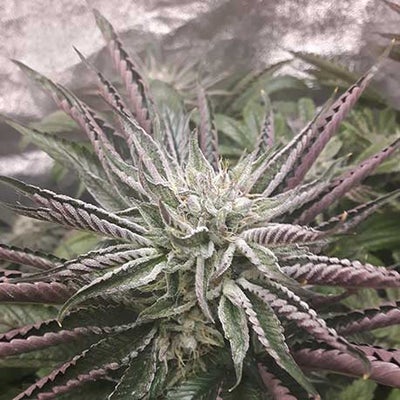 Premium Death Bubba weed strain Online- Cannabis clones Toronto Canada - Mr Clones
