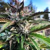 Mr Clone’s verified Peanut Butter Rockstar strain - Cannabis Clone in Canada