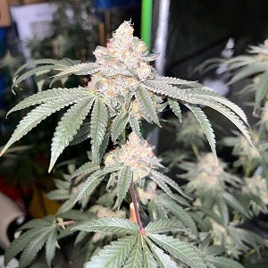 Exotic Genetix Strawberry Gary - Cannabis Clone in Toronto - Cannabis weed strain online shop - Mr Clones