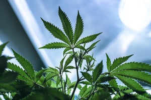 Getting Bigger Yields by Vegging Cannabis Clones Longer Before Flowering