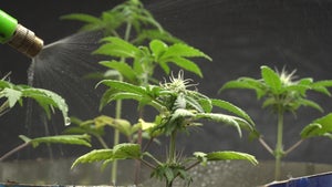 How to Care for Cannabis Clones Watering, Feeding & More