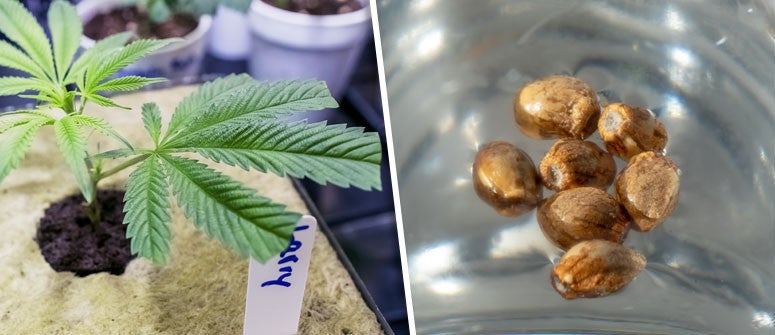 Clone vs. Seed: Unveiling the Superiority of Clones for Outdoor Cannabis Cultivation