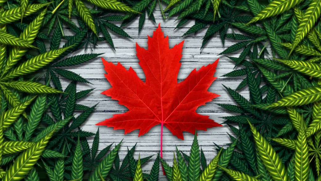 Navigating the Canadian Climate: Tips for Growing Cannabis Outdoors in a Northern Environment