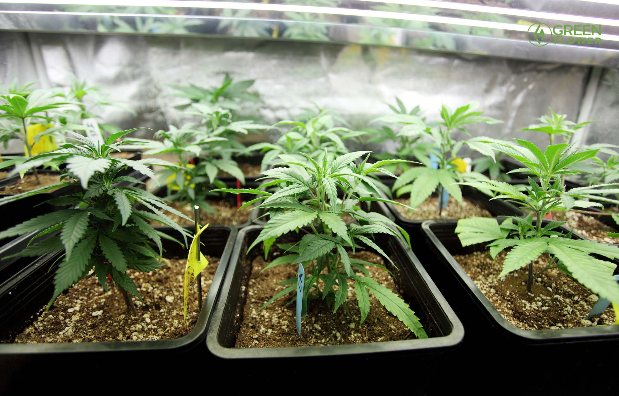 Top 5 Reasons Clones Trump Seeds for Successful Outdoor Cannabis Cultivation