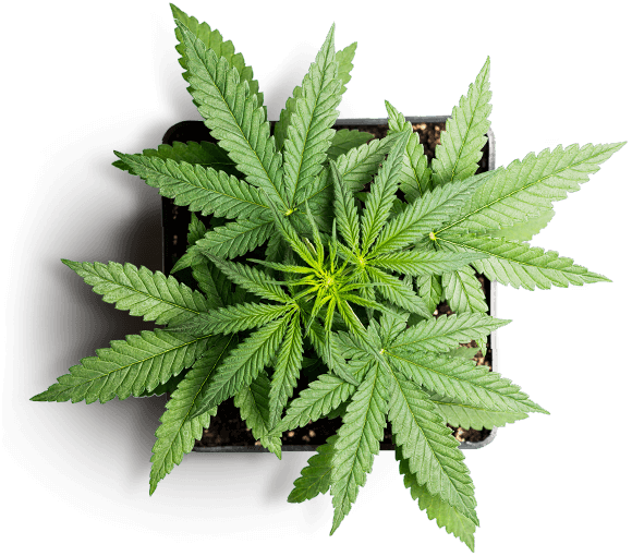 Growing Cannabis Clones, Benefits of cannabis, cannabis growing tips, health benefits of cannabis, cannabis for chronic pain, cannabis clones, how to clone cannabis | Mr Clones