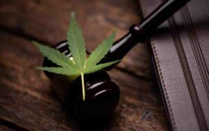 wedding cake, blue dream, dosido, Benefits of cannabis, Cannabis Clones, health benefits of cannabis, Ice cream dream, cannabis growing tips | Mr Clones