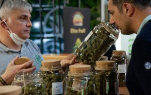 Best Cannabis Clones in Canada, Cannabis Clones, Medical Grade Cannabis Clones, Ice cream dream, wedding cake, blue dream, dosido, cannabis mother plants, Healthy Cannabis Clones | Mr Clones