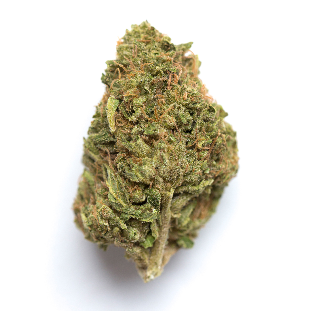 Best Cannabis Clones in Canada, Cannabis Clones, Medical Grade Cannabis Clones, Ice cream dream, wedding cake, blue dream, dosido, cannabis mother plants, Healthy Cannabis Clones | Mr Clones