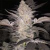 Mimosa, Clone Cannabis, Growing Cannabis Clones, Benefits of cannabis, cannabis growing tips, health benefits of cannabis, cannabis for chronic pain, cannabis clones, how to clone cannabis | Mr Clones
