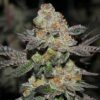 Pink Cookies, Clone Cannabis, cannabis clones, how to clone cannabis, cannabis clones for sale, cannabis clones Canada, cannabis clones near me, clone cannabis, how to clone cannabis plants, best cannabis clone | Mr Clones
