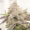 Pink Cookies, Clone Cannabis, buy cannabis clones online, cannabis clone, how long do cannabis clones take to root, how to clone a cannabis plant, how to clone cannabis organically, how to cut cannabis clones | Mr Clones