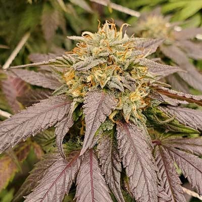 Vanilla Frosting, Clone Cannabis, buy cannabis clones online, cannabis clone, how long do cannabis clones take to root, how to clone a cannabis plant, how to clone cannabis organically, how to cut cannabis clones | Mr Clones