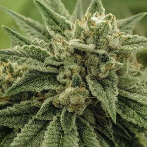Wedding Cake, Clone Cannabis, strain-verified cannabis clones, top cannabis clone provider, cannabis mothers with high yields, pest-free cannabis clones, recreational cannabis, grow your own cannabis | Mr Clones