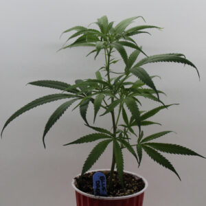 Blue Dream Clones, Edibles