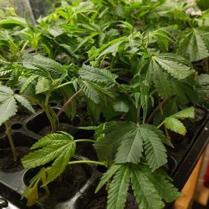 Cannabis Clones, Mr Clones, buy cannabis clones online, cannabis clone, how long do cannabis clones take to root, how to clone a cannabis plant, how to clone cannabis organically, how to cut cannabis clones | Mr Clones