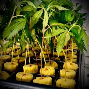 About Mr. Clones Advantages of growing cannabis clones, cannabis clones, how to clone cannabis, cannabis clones for sale, cannabis clones Canada, cannabis clones near me, clone cannabis, how to clone cannabis plants, best cannabis clone | Mr Clones