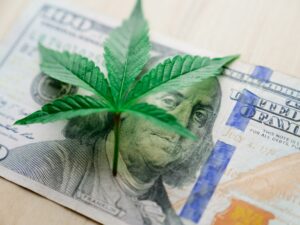 Cannabis Clones to Save Money and Time, Ice Cream Dream, Clone Cannabis, Best Cannabis Clones in Canada, Cannabis Clones, Medical Grade Cannabis Clones, Ice cream dream, wedding cake, blue dream, dosido, cannabis mother plants, Healthy Cannabis Clones | Mr Clones