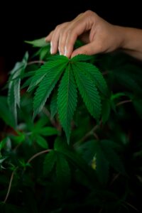 Cannabis Facts and Effects, Cannabis Vaping, wedding cake, blue dream, dosido, Benefits of cannabis, Cannabis Clones, health benefits of cannabis, Ice cream dream, cannabis growing tips | Mr Clones