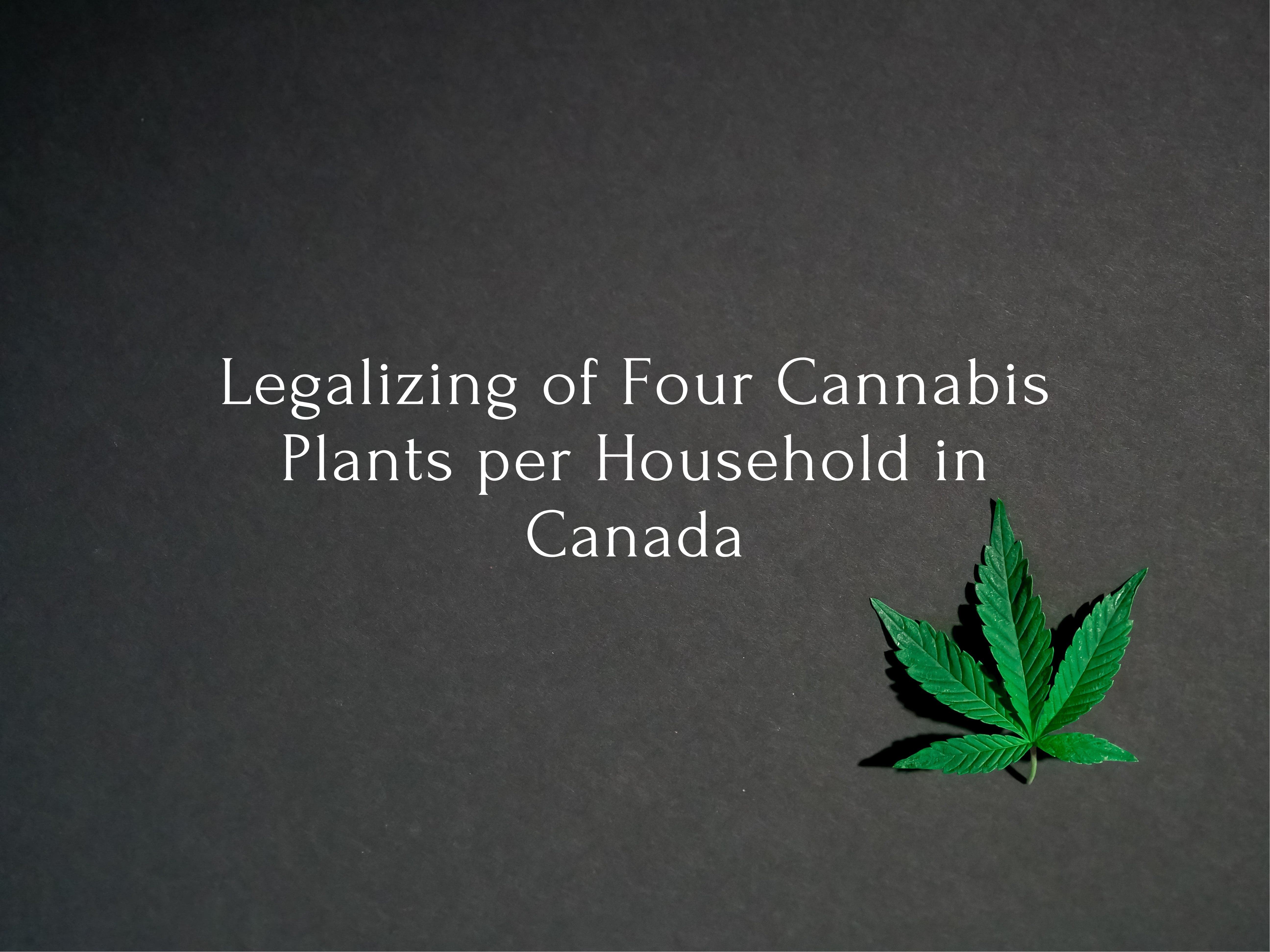 Legalising of Four Cannabis Plants per Household in Canada, Justin Trudeau Kush, Clone Cannabis, buy cannabis clones online, cannabis clone, how long do cannabis clones take to root, how to clone a cannabis plant, how to clone cannabis organically, how to cut cannabis clones | Mr Clones