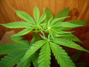 wedding cake, blue dream, dosido, Benefits of cannabis, Cannabis Clones, health benefits of cannabis, Ice cream dream, cannabis growing tips | Mr Clones