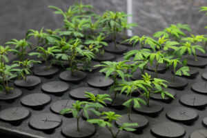 Dosido, Clone Cannabis, cannabis clones, how to clone cannabis, cannabis clones for sale, cannabis clones Canada, cannabis clones near me, clone cannabis, how to clone cannabis plants, best cannabis clone | Mr Clones