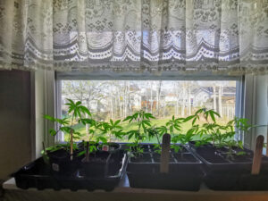 Justin Trudeau Kush, Clone Cannabis, buy cannabis clones online, cannabis clone, how long do cannabis clones take to root, how to clone a cannabis plant, how to clone cannabis organically, how to cut cannabis clones | Mr Clones