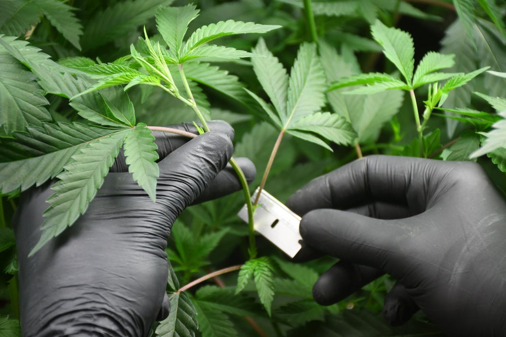 The Science of Cannabis Cloning Understanding Genetics and Propagation