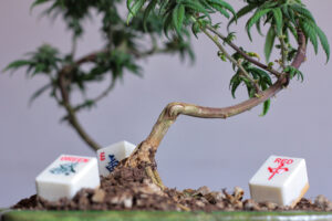 Cannabis Bonsai The Beauty of Miniature Cloning