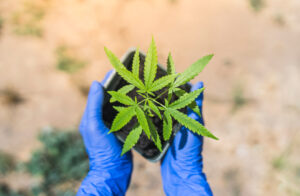 Cannabis Clones and Alzheimer's Disease
