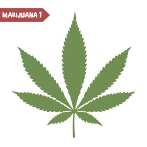Cannabis Clones and Epilepsy Unveiling the Promise of Seizure Management